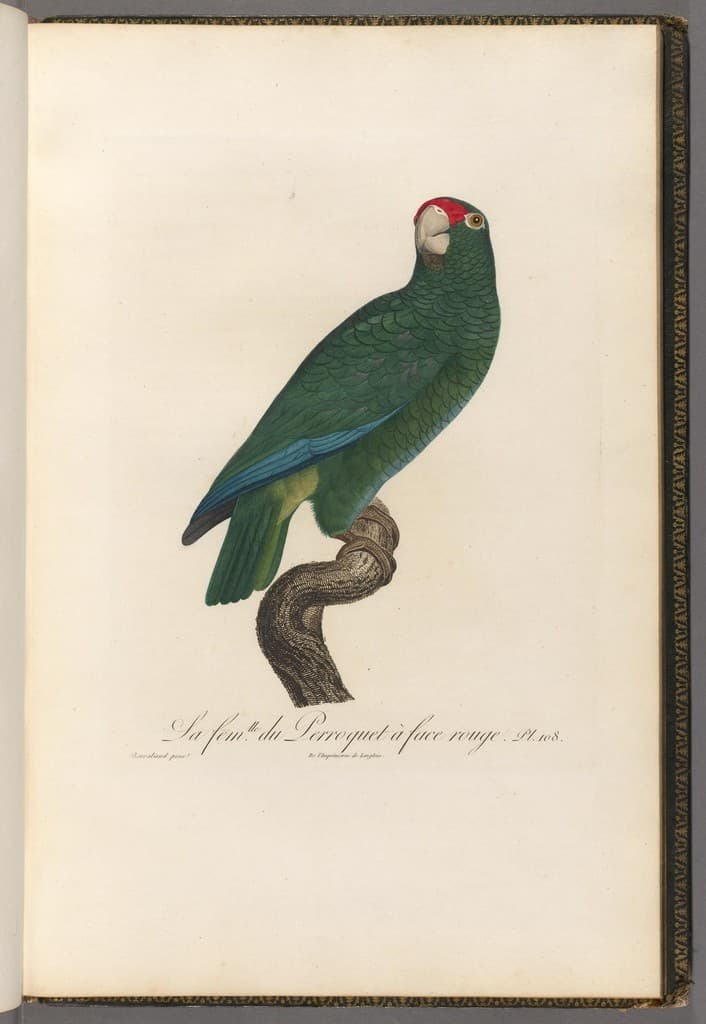 Ein Buch auf einem Tisch mit einer Illustration eines Papageis, der auf einer Straße steht und ein Zitat unten auf der Seite.