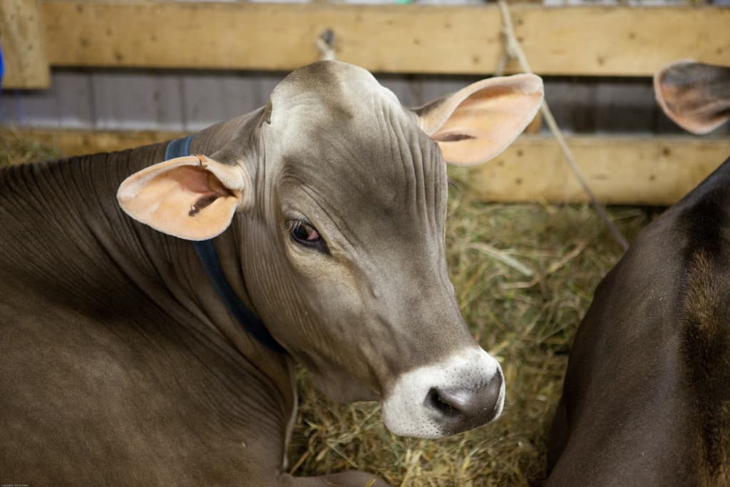 Kühe sitzen auf dem Boden mit Gras dahinter, eine hölzerne Wand im Hintergrund und ein Seil an der Wand befestigt.