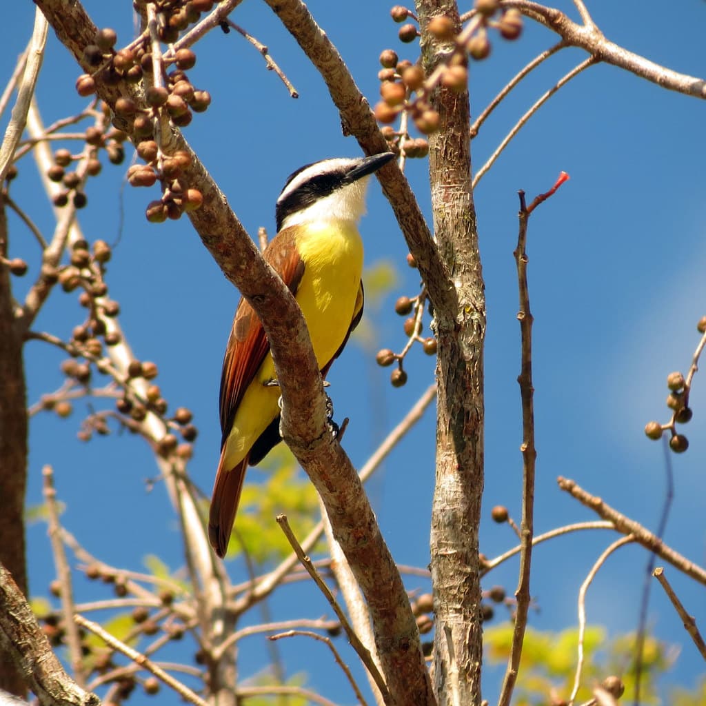 Ein Vogel auf einem Ast mit mehreren rohen Früchten daran.