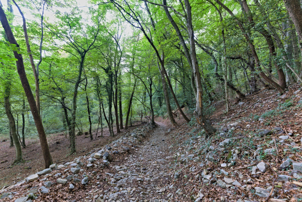 Ein schmaler Pfad windet sich durch einen dichten Wald mit hohen, grünen Bäumen, die Schatten über verstreute Felsen und den Weg werfen.