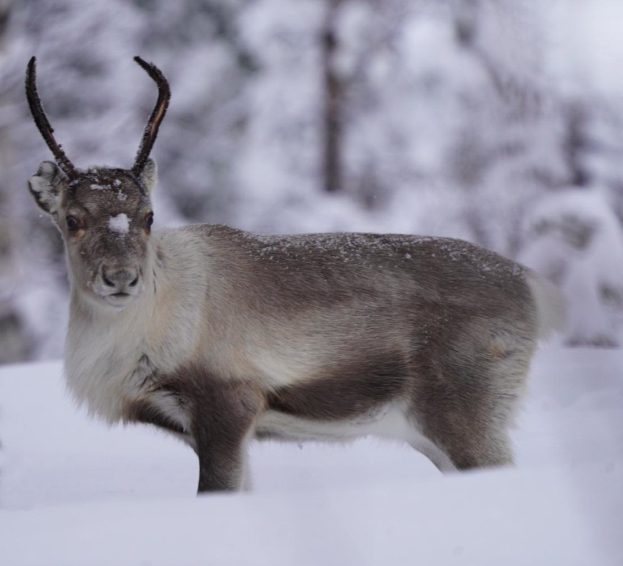 Ein Rentier steht im Schnee in einem bewaldeten Gebiet, umgeben von schneebedeckten Bäumen, mit einem sanft unscharfen Hintergrund, der eine friedliche Winterszene schafft.