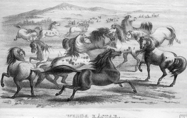 Schwarz-weißes Bild einer Herde wilder Pferde, die über ein Feld mit Hügeln und Bäumen im Hintergrund laufen, mit Text unten.