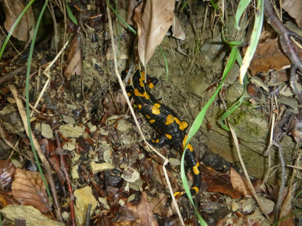 Ein europäischer Feuersalamander sitzt auf dem Boden in einem wöldlichen Gebiet umgeben von trockenen Blättern, Zweigen und Pflanzen.