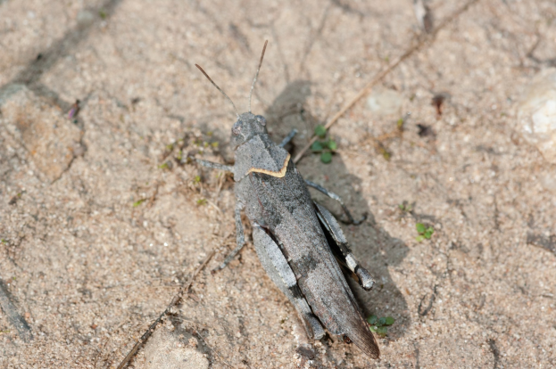 Nahaufnahme einer Heuschrecke auf dem Boden umgeben von kleinen Pflanzen.