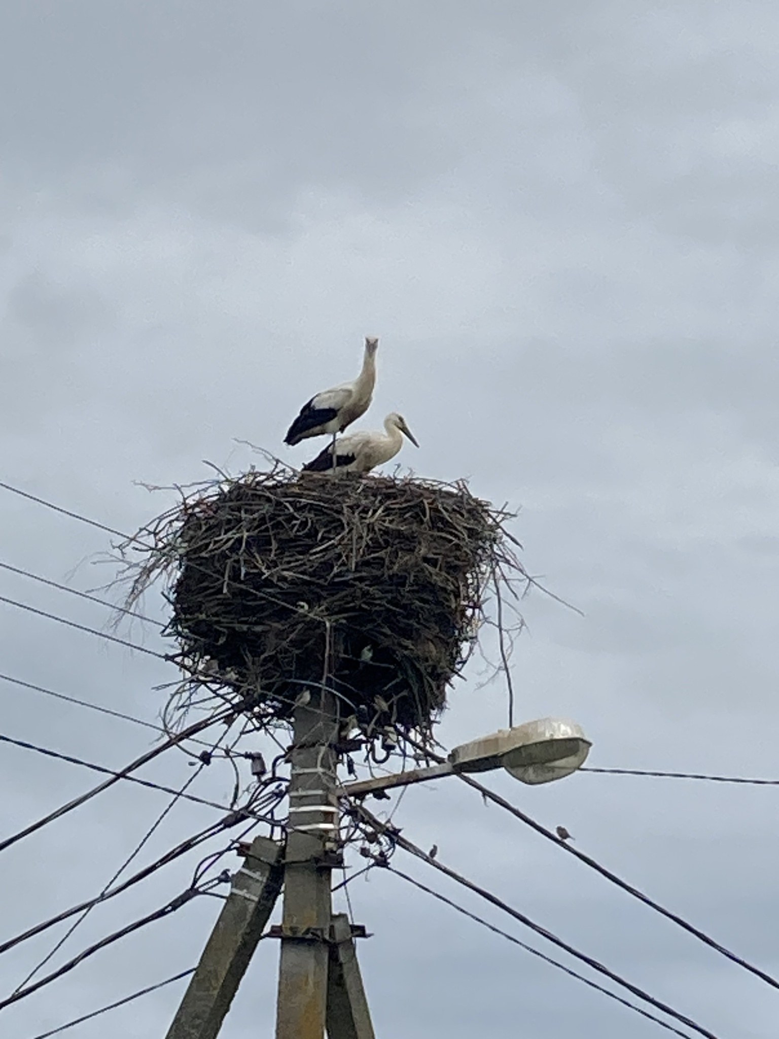 Zwei Weißstörche auf einem Nest auf einer Strommast, mit einer Straßenlaterne, die die Szene beleuchtet und Drähte, die entlang des Mastes verlaufen.
