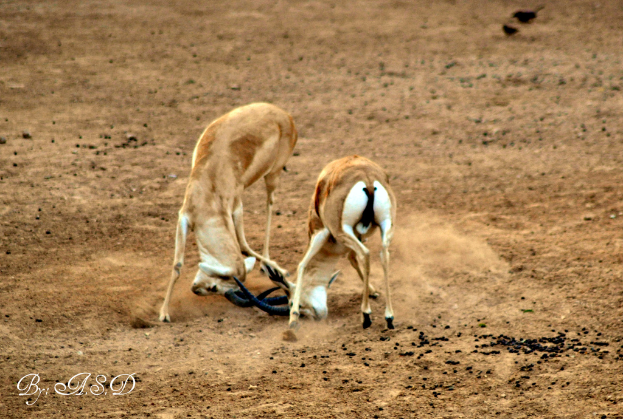 Zwei Rehe mit Vögeln im Hintergrund, Schlamm und Dreck am Boden und Text in der linken unteren Ecke.