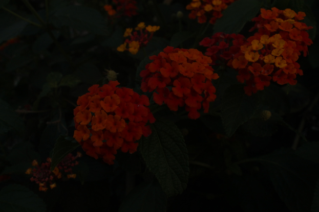 Ein Feld voller numerous blühender Pflanzen.