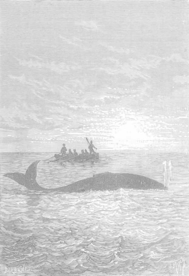 Schwarze und weiße Illustration eines Buckelwals, der im Meer schwimmt, mit einem Boot im Hintergrund, das mit Menschen gefüllt ist und unten mit "Buckelwal von William Hogarth" beschriftet ist.