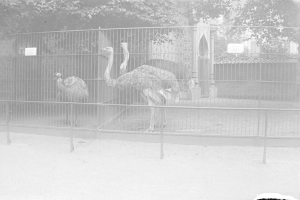 Zwei Strauße in einem eingezäunten Zoo-Gehege mit Bäumen im Hintergrund, in Schwarz-Weiß aufgenommen.