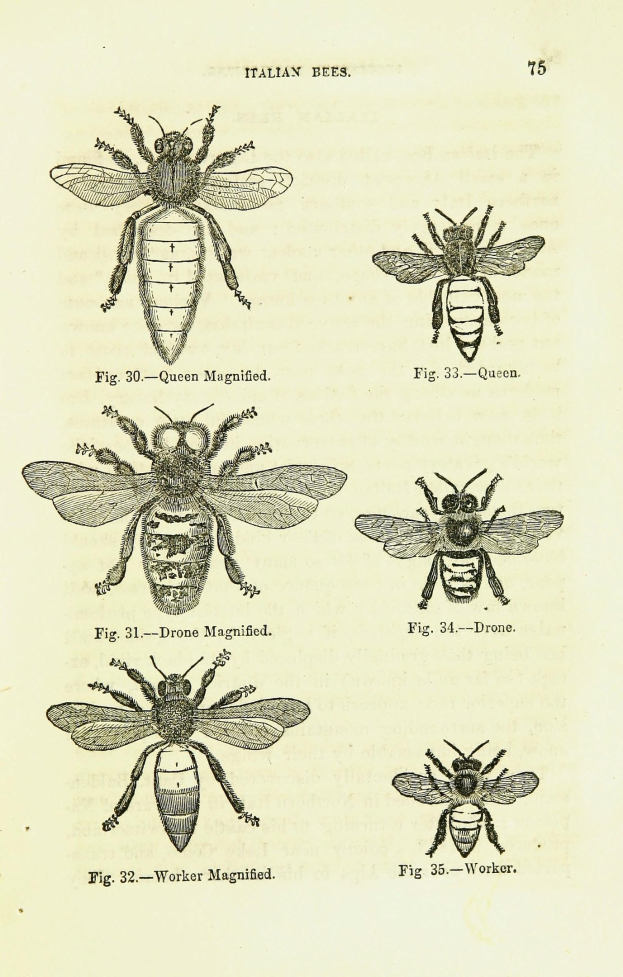 Eine Buchseite mit detaillierten Illustrationen verschiedener Bienen, jede mit einzigartigen Merkmalen, begleitet von beschreibendem Text ├╝ber die Insekten und ihre Lebensr├╝ume.