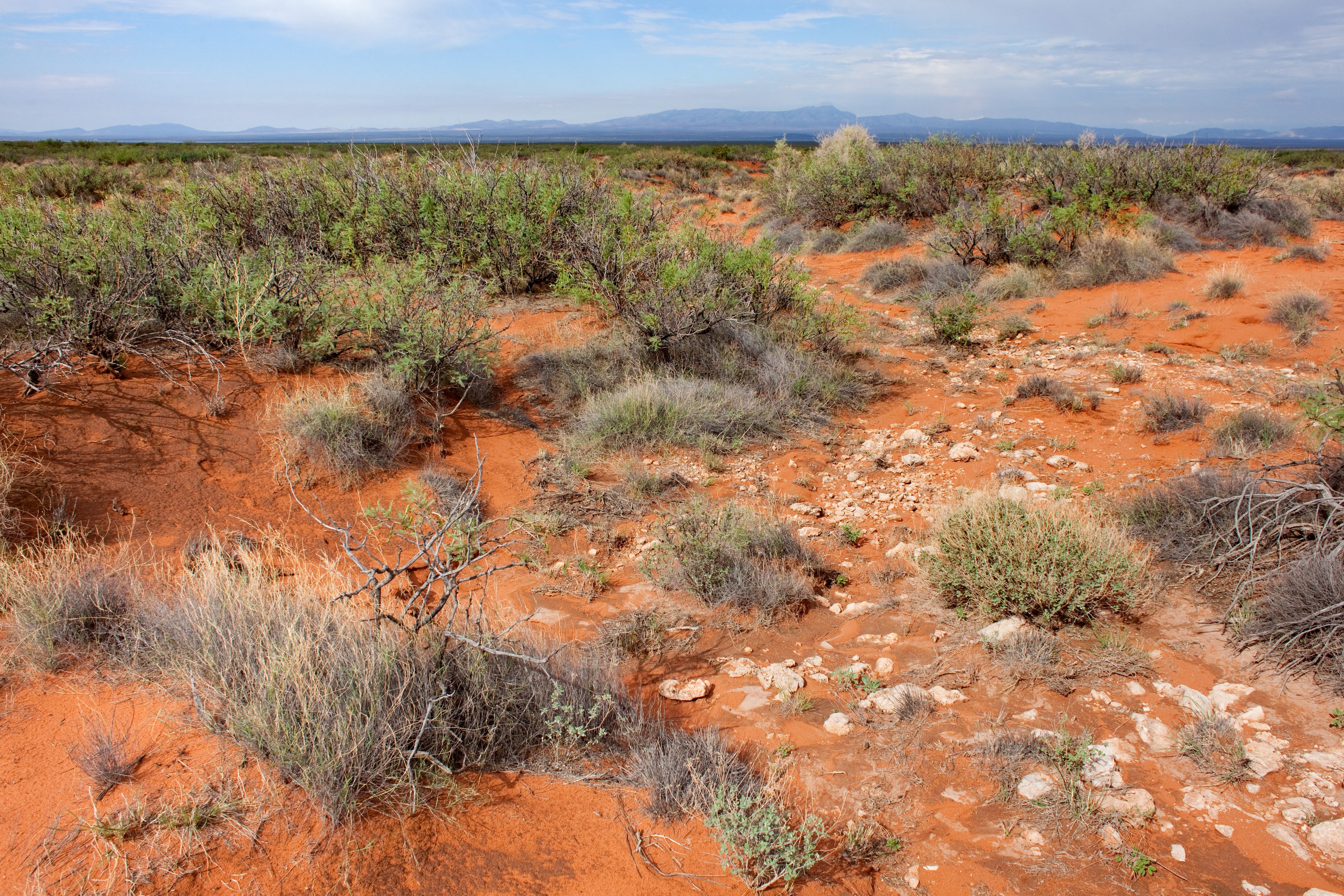 Wüstenlandschaft mit rotem Sand, spärlicher Vegetation, Steinen, fernen Hügeln und einem bewölkten Himmel.