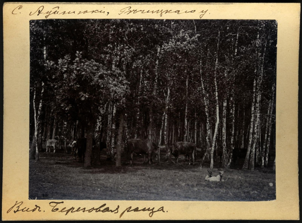 Schwarzes und weißes Foto von Kühen, die auf einer bewaldeten Fläche grasen, mit Text am unteren Rand.