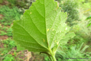 Ein Nahaufnahme eines grünen Blatts mit gelben Flecken, umgeben von unscharfen Pflanzen, mit dem Text «Echte Milben» in der rechten unteren Ecke.
