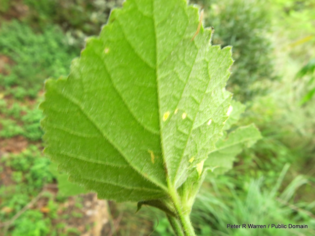 Ein Nahaufnahme eines grünen Blatts mit gelben Flecken, umgeben von unscharfen Pflanzen, mit dem Text «Echte Milben» in der rechten unteren Ecke.