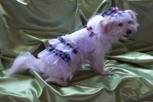 Ein Hund mit Kostüm liegt auf einem Tuch.