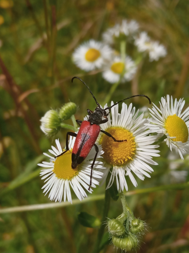 Ein roter und schwarzer Blasenkäfer auf einer weißen Margerite mit grünen Pflanzen im Hintergrund.
