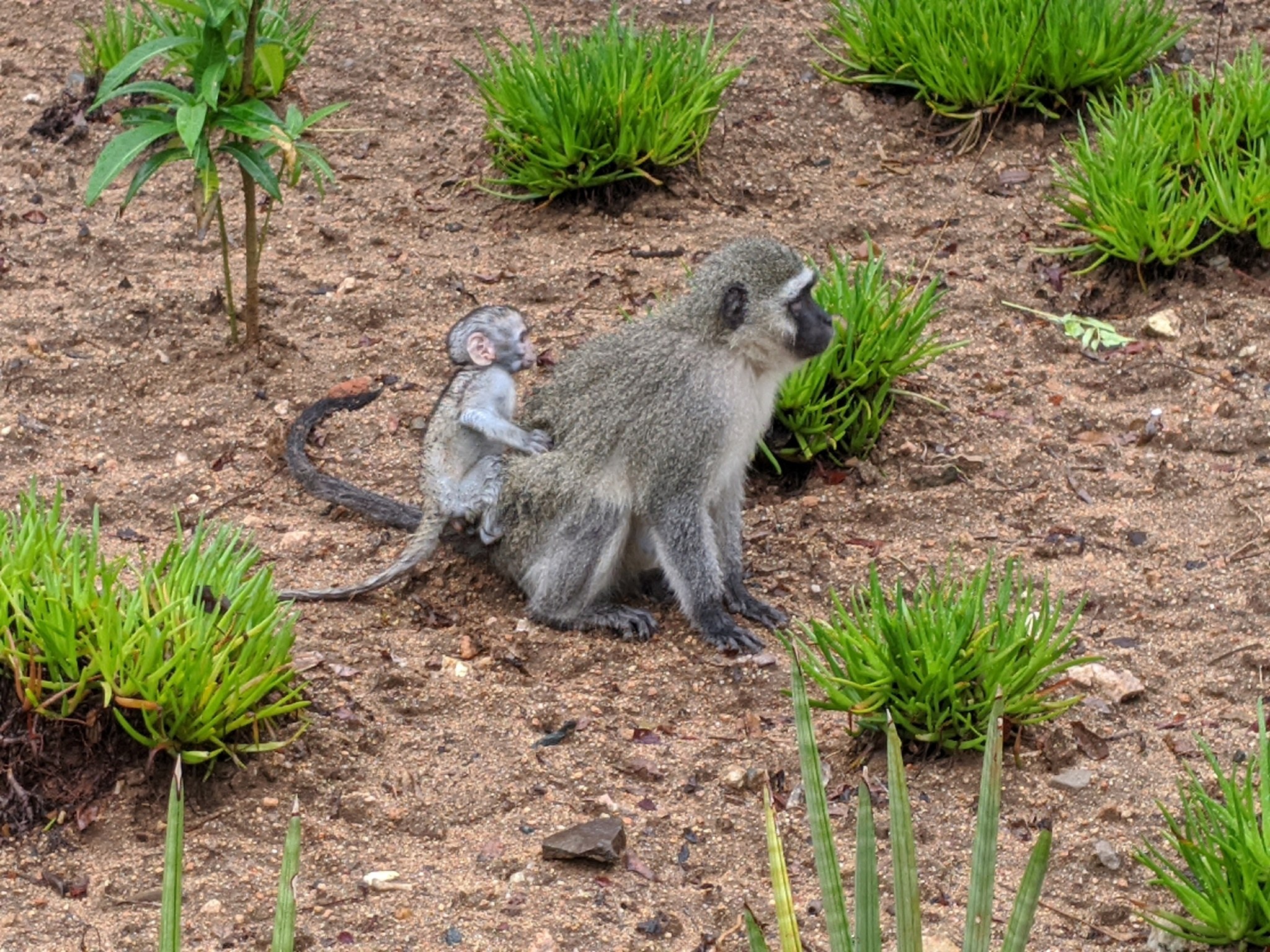 Ein Grüne Meerkatze und ihr Baby sitzen auf dem Boden umgeben von Pflanzen, die Mutter hält das Baby nah an ihre Brust gepresst, beide zeigen neugierige Ausdrücke.