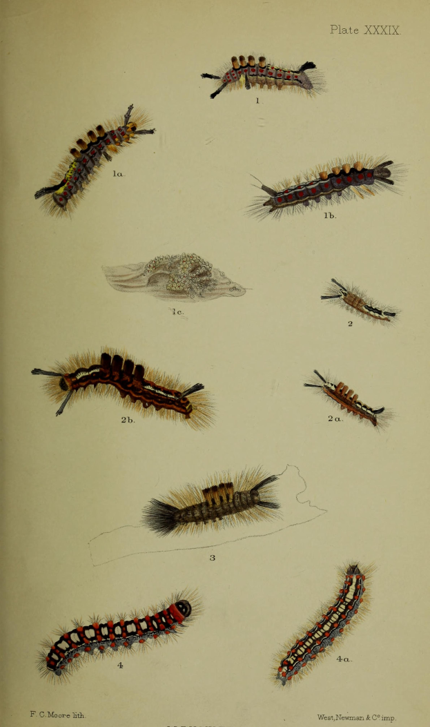 Eine Buchseite mit detaillierten Illustrationen verschiedener Raupen in unterschiedlichen Farben und Mustern.
