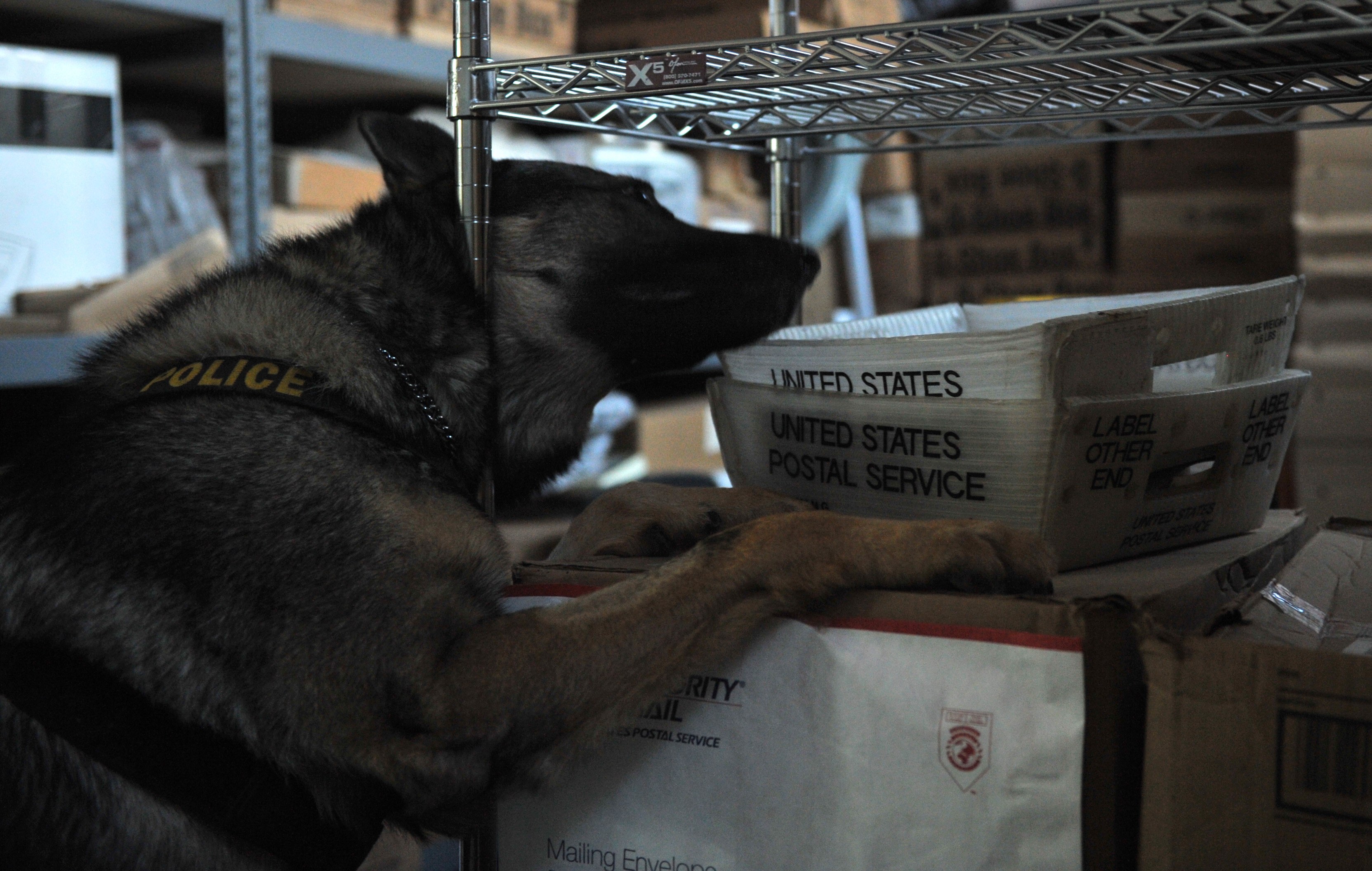 Ein schwarzer und brauner Polizeihund liegt auf einem Stapel Kisten in einem Lager umgeben von Kartonagen auf Regalen.
