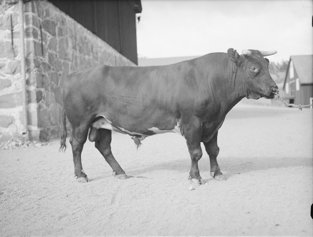 Schwarzes und weißes Foto eines Stiers, der vor einem Stall steht, mit einer Wand links und Häusern und Bäumen im Hintergrund.