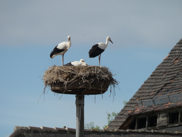 Zwei Weißstörche auf einem Nest auf einem Pfahl vor einem Haus mit Dach, Bäumen und einem klaren blauen Himmel.