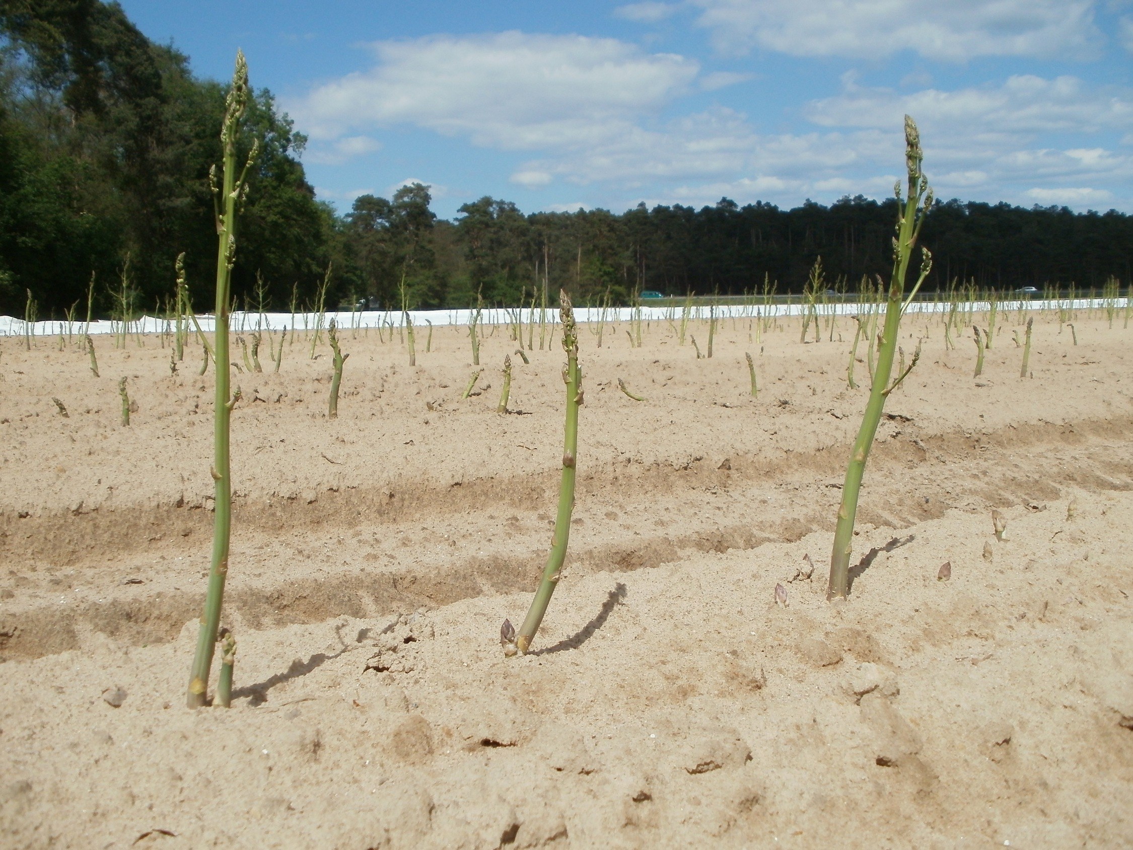 Ein Asparagusfeld, das auf sandigem Boden wächst, mit Bäumen im Hintergrund und einem klaren blauen Himmel darüber.