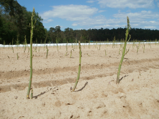 Ein Asparagusfeld, das auf sandigem Boden wächst, mit Bäumen im Hintergrund und einem klaren blauen Himmel darüber.