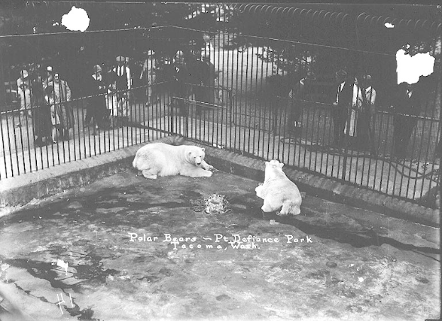 Zwei Eisbären in einem Zoogehege, umgeben von einem Metallzaun und einer Gruppe von Menschen, dargestellt in Schwarzweiß.