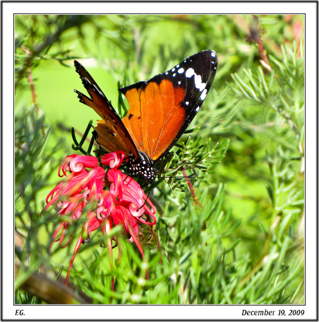 Ein Schmetterling sitzt auf einer Pflanze mit Blumen, mit Text am unteren Bildrand.