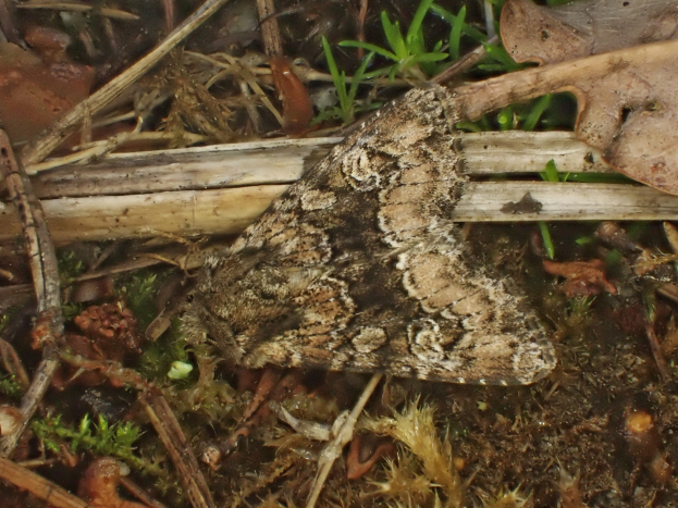 Ein kleiner brauner und cremefarbener Noctuid-Schmetterling ruht auf einem Waldboden, der mit trockenen Blättern, Gras und Zweigen bedeckt ist.