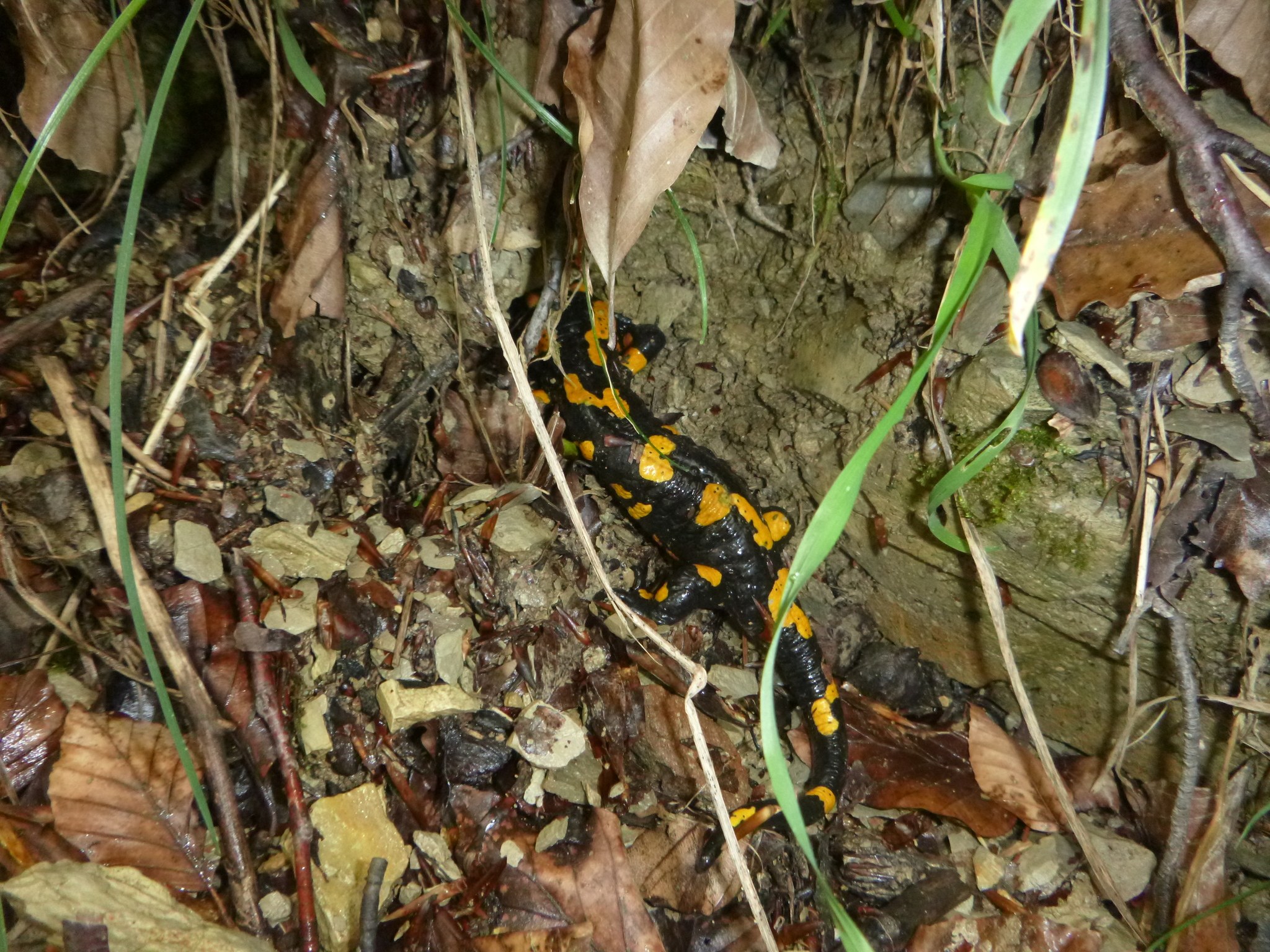 Ein europ├Ąischer Feuersalamander sitzt auf dem Boden in einem wüldlichen Gebiet umgeben von trockenen Bl├Ąttern, Zweigen und Pflanzen.