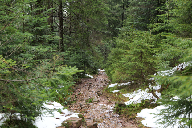 Ein schneebedeckter Pfad im Wald, gesäumt von hohen, grünen Bäumen und verstreuten Steinen.