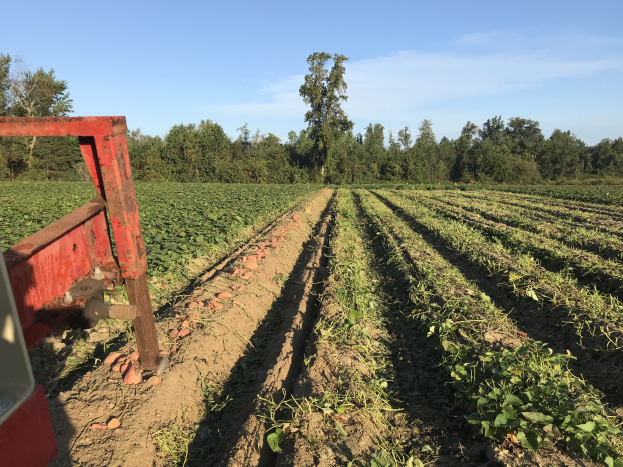 Traktor mit Pflug auf einem Sojabohnenfeld mit einem Pflug im Vordergrund, umgeben von Bäumen und einem klaren blauen Himmel.