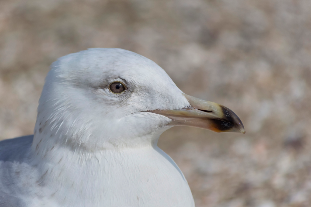 Ein Nahaufnahme eines Vogels.