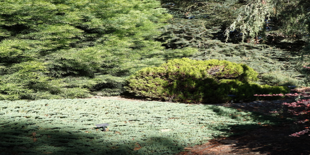Ein Garten mit dichtem Grün und Bäumen über einem bodengecoverten Boden.