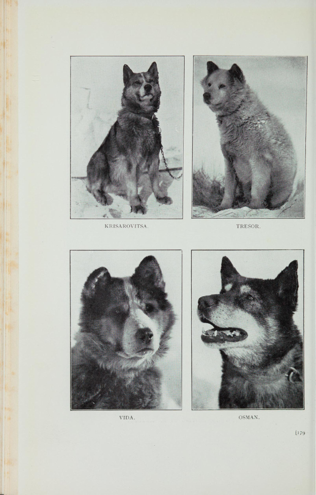 Ein Buchumschlag mit vier verschiedenen Hunderassen und beschreibendem Text zu jeder.